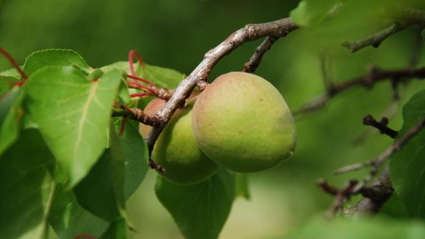 ´Reifung: Nur wenige Wachauer Marillen haben den Frost überlebt.