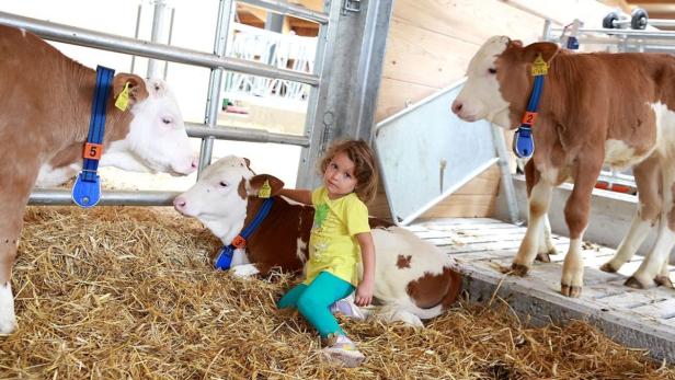 Der „Fünf-Sterne-Stall“ in Kirchbach im Gailtal kostete 1,2 Millionen Euro und soll Kindern und Erwachsenen einen Einblick in die moderne Landwirtschaft gewähren.