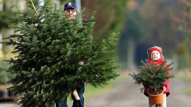 Alle Jahre wieder stehen viele Österreicher vor einer folgenschweren Entscheidung: Tanne oder Fichte? Oder doch Föhre? Neben weichen oder stacheligen Nadeln gibt es beim Christbaumkauf aber noch ein paar andere Dinge zu beachten - zehn Tipps.