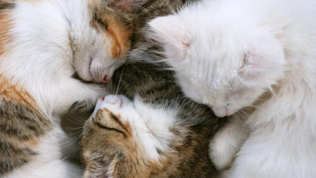 Katzen: Gemeinsam Einzelgänger