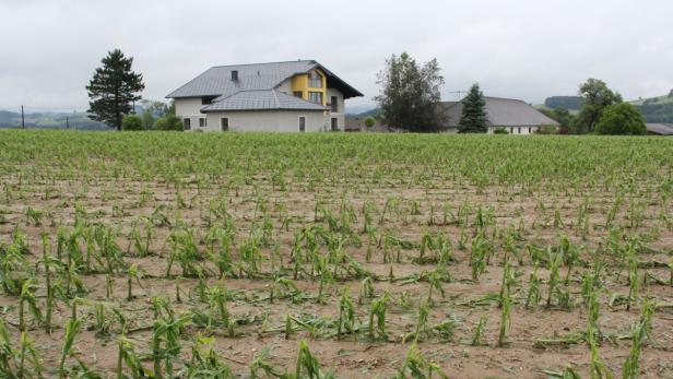 FREMDUnwetter maisfeld in Mostviertel Ackerland stark verwüstet