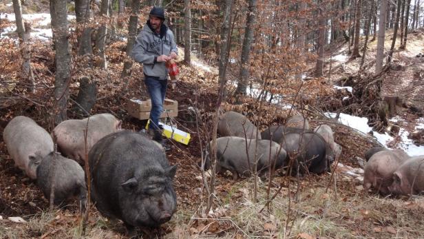 Josef Wagner hat seine Schweine im Wald ausgesetzt. Täglich füttert er sie dort