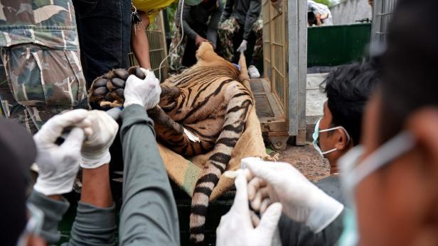 Jahrelang strömten Besucher in den Wat-Pha-Luang-Ta-Bua-Tempel in Thailand, um Tiger zu streicheln ...