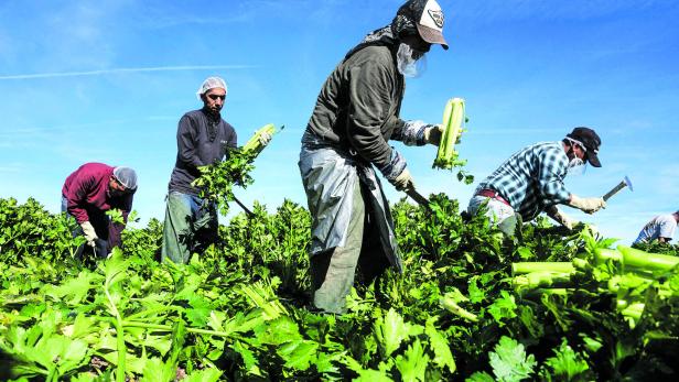 Ohne Migranten wäre Landwirtschaft in Kalifornien undenkbar