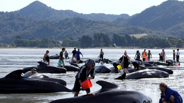 An die 600 Wale strandeten in den vergangenen Tagen in Neuseeland.