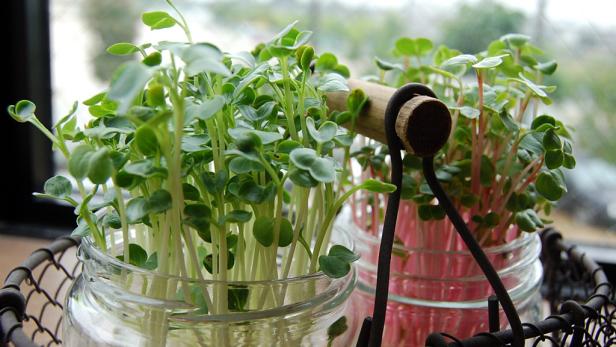 Radieschensprossen wachsen in Einmachgläsern in einem Drahtkorb.