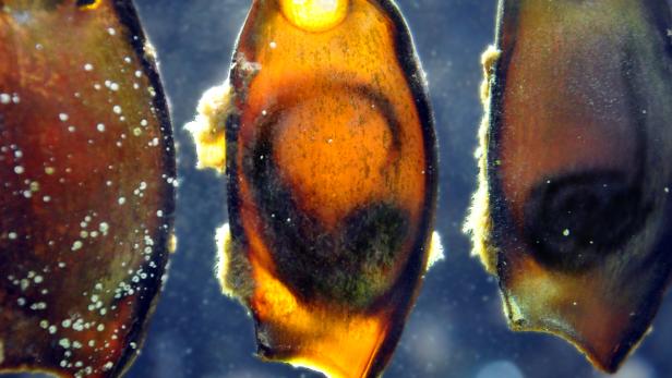 Drei leere Haikapseln hängen im Wasser.