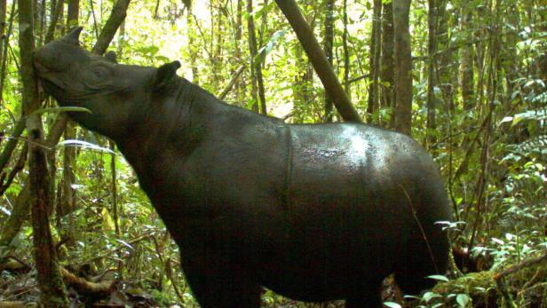 Ein Sumatra-Nashorn steht im dichten Dschungel.