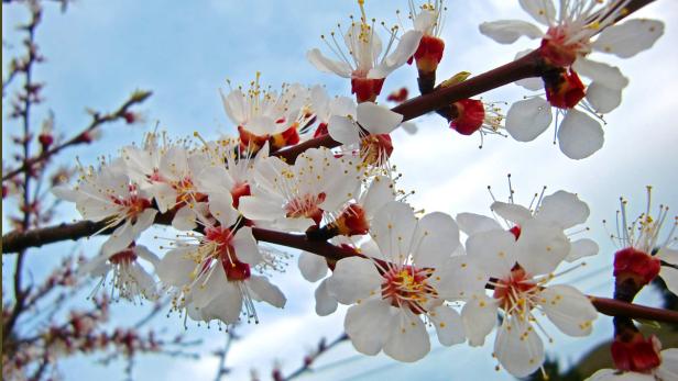 Marillenblüte in der Wachau: Die ersten sind schon offen, Hauptblüte Anfang April