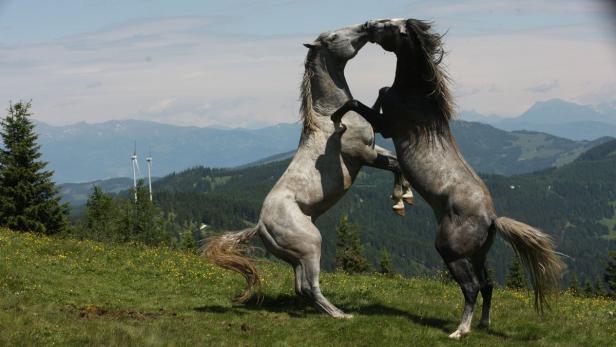 Lipizzaner-Gestüt im steirischen Piber