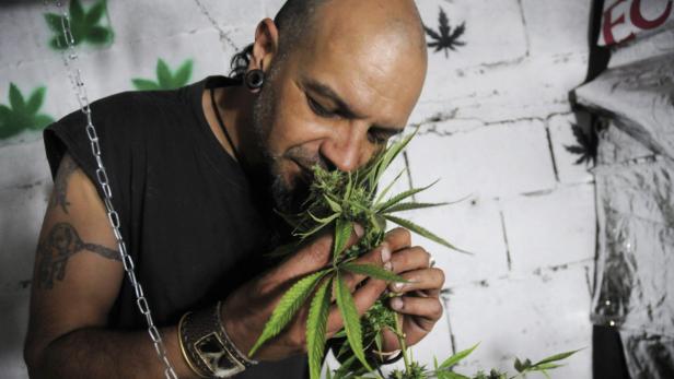 Ein Mann mit Ohrringen und Tätowierung riecht an einer Cannabis-Pflanze.