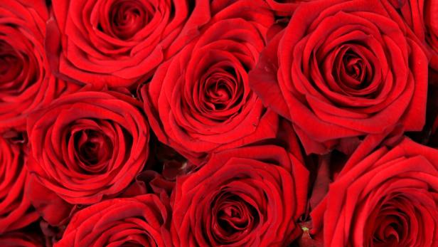 Blumenhandel: Die weite Reise einer roten Rose