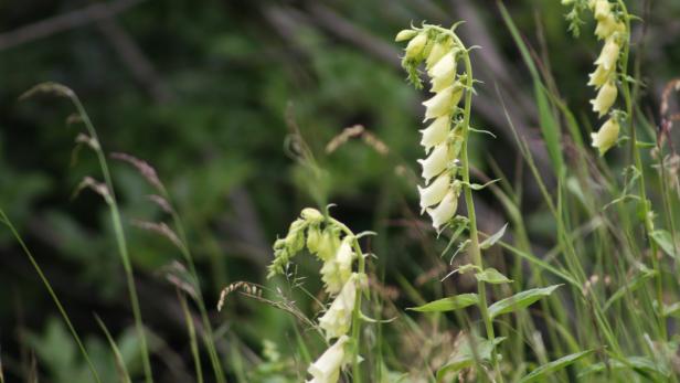 Gelbe Fingerhutblüten wachsen im Gras.