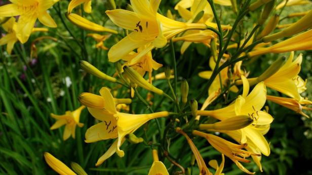 Nahaufnahme von gelben Taglilien im Garten.