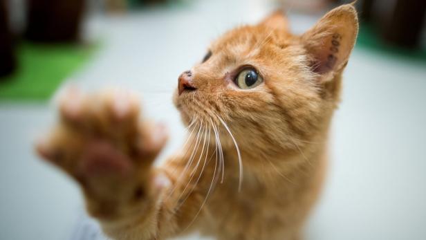 Eine orangefarbene Katze streckt ihre Pfote aus.