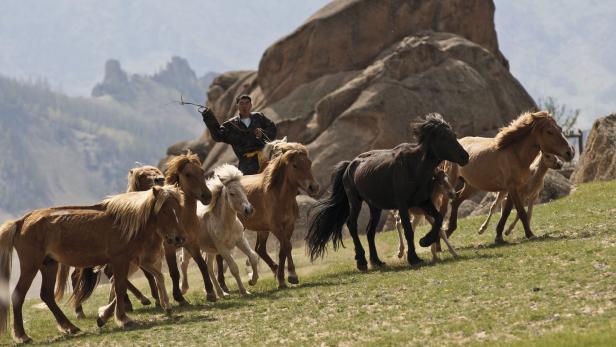Ein Mann reitet auf einem Pferd und führt eine Herde über eine grüne Wiese.
