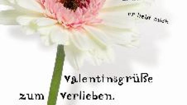 Eine weiße Gerbera mit rosa Mitte und dem Text „Valentinsgrüße zum Verlieben“.