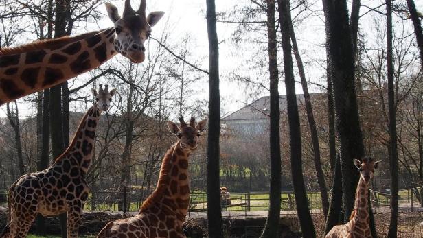 Giraffenbulle Baringo, die kleine Shira und ihr jüngerer Halbbruder warten im Zoo Schmiding