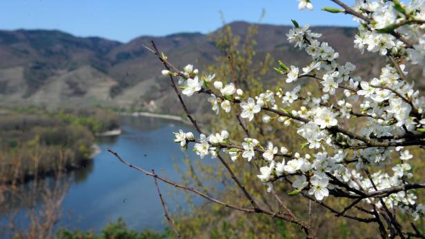 Blühender Baum mit weißen Blüten vor einer Flusslandschaft mit Bergen.