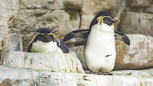 Junge Felsenpinguine sind zuweilen Unruhestifter