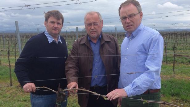 Landesrat Pernkopf, Landesweinbaupräsident Franz Backknecht und Josef Kaltenböck von der Hagelversicherung (v.r.) besichtigen die Schäden im Weinbau