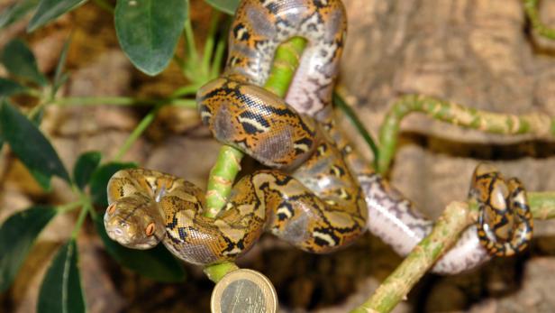 Überraschungs-Nachwuchs: Pythonbabys geschlüpft