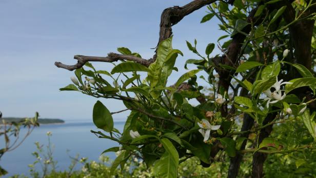 Daheim in Dalmatien: Der Duft des Gartens ließ sich nicht ablichten, der Ausblick sehr wohl