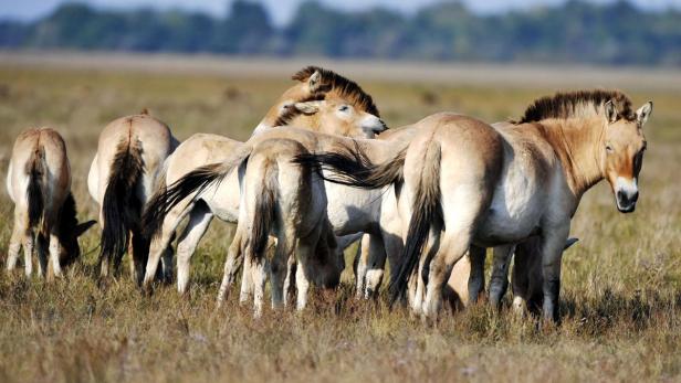 Eine Gruppe Przewalski-Pferde steht auf einer Wiese.