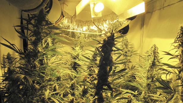 Bei entsprechender Pflege wuchert das Cannabis in Indoor-Plantagen