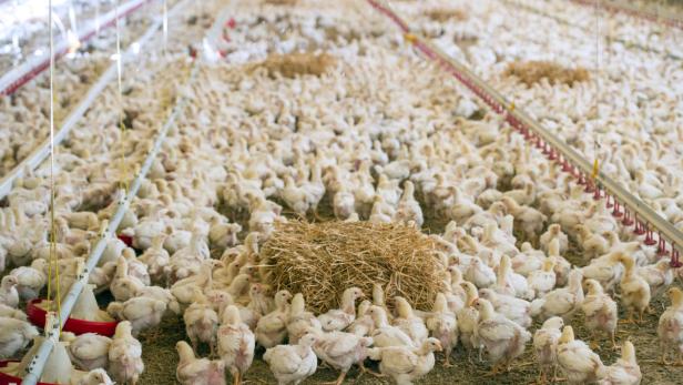 Verordnung zur Geflügelproduktion sieht weniger Platz für Tiere vor.