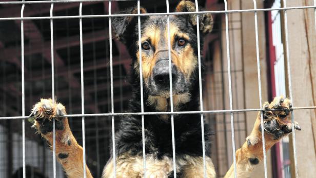 Ausgesetzt: Hunderte Hunde sind in den Tierheimen untergebracht.