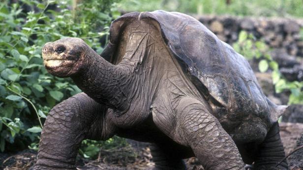 "Lonesome George" ist tot