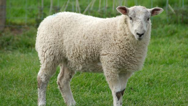 Deveronvale Perfection Deveronvale Perfection ist das wohl teuerste Schaf der Welt. Obwohl es beim Verkauf erst 8 Monate alt war, war der Käufer Jimmy Douglas bereit, 389.000 $ dafür zu bezahlen.
