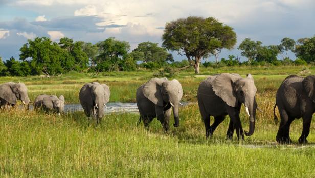 Eine Elefantenherde durchquert eine grüne Landschaft.