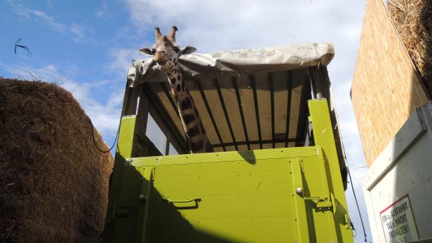 Schönbrunner Giraffe Lubango lebt jetzt in Neapel
