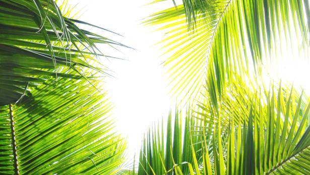 Eine Palme die den Meeresblick verhindert kann bis zu fünf Prozent Preisminderung bringen.