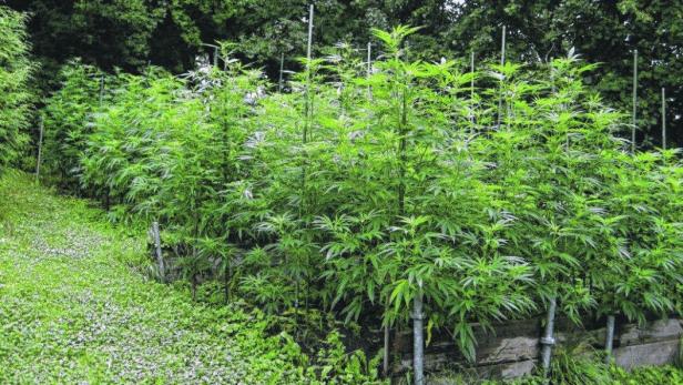 Ein Feld mit hochgewachsenen Cannabispflanzen im Freien.