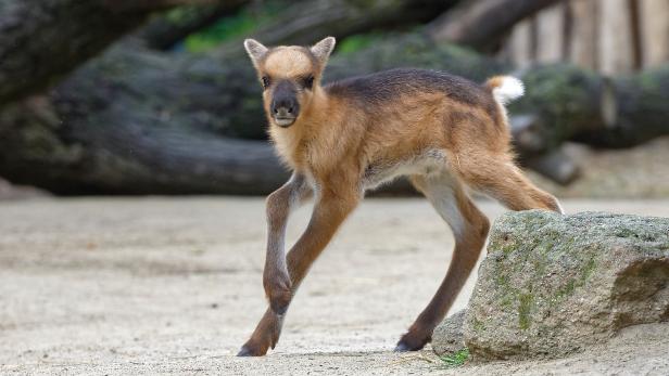 Ein junges Rentier steht auf einem Felsen.