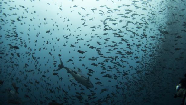 Giftiges Quecksilber wird im Fettgewebe der Fische gespeichert - besonders stark betroffen: Thunfisch, Wal, Schwertfisch und Hai