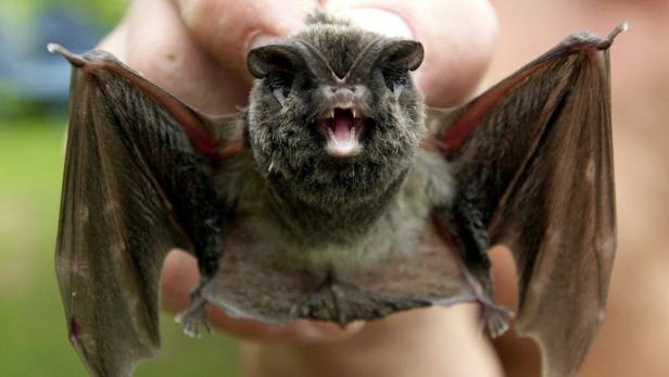 Auch die Mopsfledermaus kommt im Burgenland vor, ebenso wie 24 andere Arten