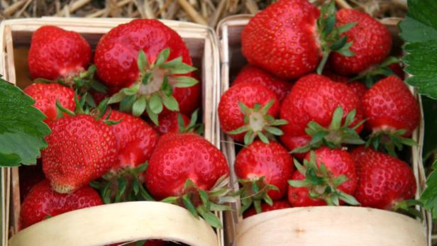 Nicht alle „Erdbeeren aus Wiesen“ sind auch tatsächlich welche