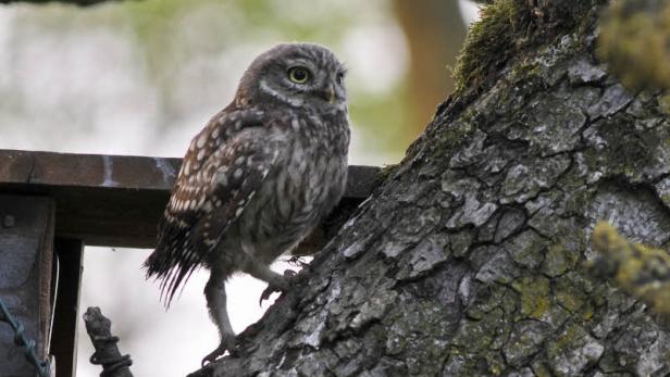 Ein Steinkauz sitzt auf einem Baumstamm.