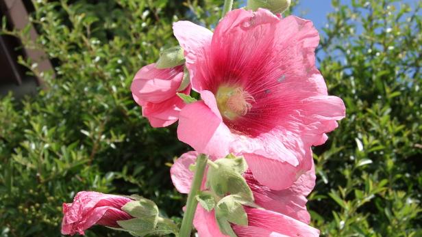 Sommerblumen im Porträt