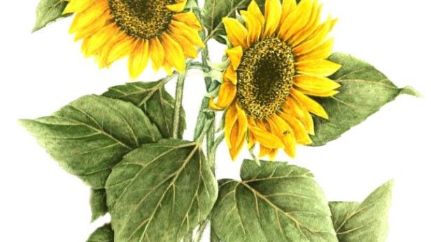 Aussehen: Groß und gelb kann man die Sonnenblume nicht übersehen. Sie wird bis zu drei Meter hoch und überragt die meisten Blumen im Garten. Die einjährige Pflanze gehört zur Familie der Korbblütler. Pflanzzeit: Sie blüht seit Ende Juni und noch bis in den Oktober hinein. Ab März kann man die Pflanze in Töpfen vorziehen. Mitte Mai können die jungen Pflanzen in den Garten übersiedeln. Man kann die Samen aber auch direkt aussäen.