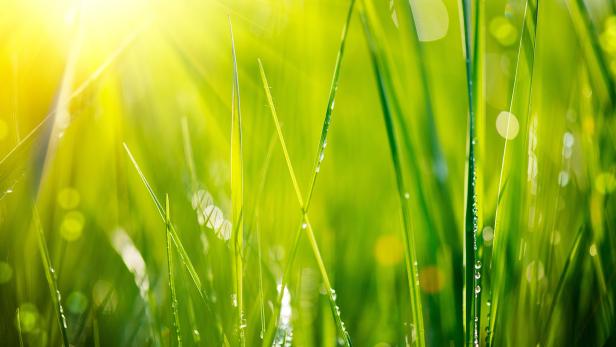 Grüner Teppich: Profi-Tipps für den perfekten Rasen