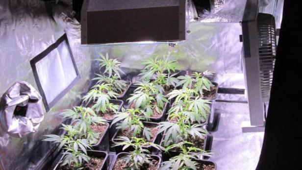 Mehrere Cannabis-Pflanzen wachsen unter einer Lampe in einem Zelt.