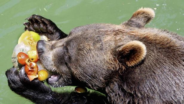 Ausgehungert: Russische Bären und ausländische Lieferanten leiden.