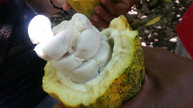 Kakaofrucht im Regenwald am &quot;El Yunque&quot;: Die Bohnen im Inneren sind mit weißem Fruchtfleisch umhüllt.