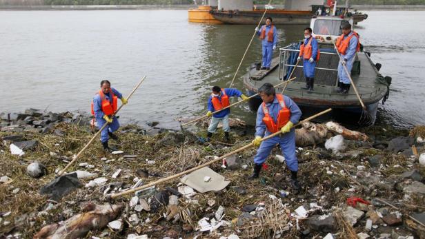 Cleaning workers retrieve the carcasses of pigs from a branch of Huangpu River in Shanghai, March 10, 2013. Over 2,200 pigs have been found dead in one of Shanghai&#039;s main water sources, official media reported on March 11, 2013, triggering a public outcry in China where concerns over food safety and environmental pollution run high. Picture taken March 10, 2013. REUTERS/Stringer (CHINA - Tags: ENVIRONMENT ANIMALS SOCIETY)