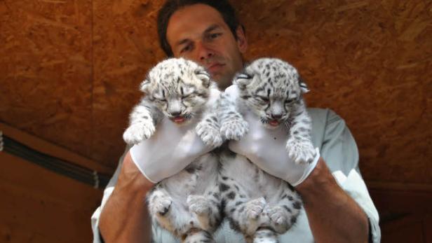 Ein Mann hält zwei Schneeleoparden-Babys in seinen Händen.